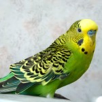 虎皮鹦鹉-缩略图-3