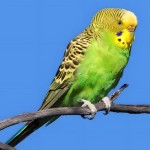 虎皮鹦鹉-缩略图-4