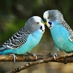 虎皮鹦鹉-缩略图-5