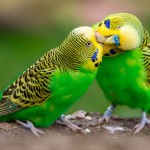 虎皮鹦鹉-缩略图-6