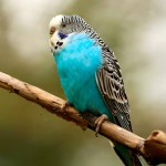 虎皮鹦鹉-缩略图-8