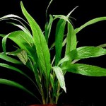 湖柳草-缩略图-1