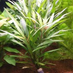 湖柳草-缩略图-2