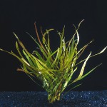 湖柳草-缩略图-3