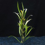 湖柳草-缩略图-4