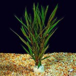 湖柳草-缩略图-6