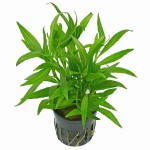 湖柳草-缩略图-8