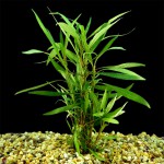 湖柳草-缩略图-9