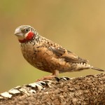 环喉雀-缩略图-2