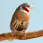 环喉雀-缩略图-3