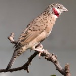 环喉雀-缩略图-4