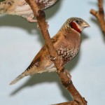 环喉雀-缩略图-5