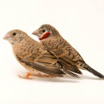 环喉雀-缩略图-6