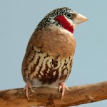 环喉雀-缩略图-7