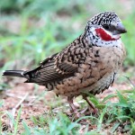 环喉雀-缩略图-8