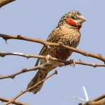 环喉雀-缩略图-9