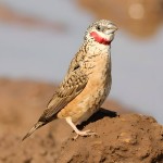 环喉雀-缩略图-10