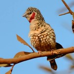 环喉雀-缩略图-12