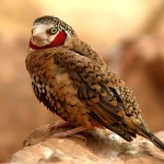 环喉雀-缩略图-13