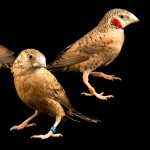 环喉雀-缩略图-14