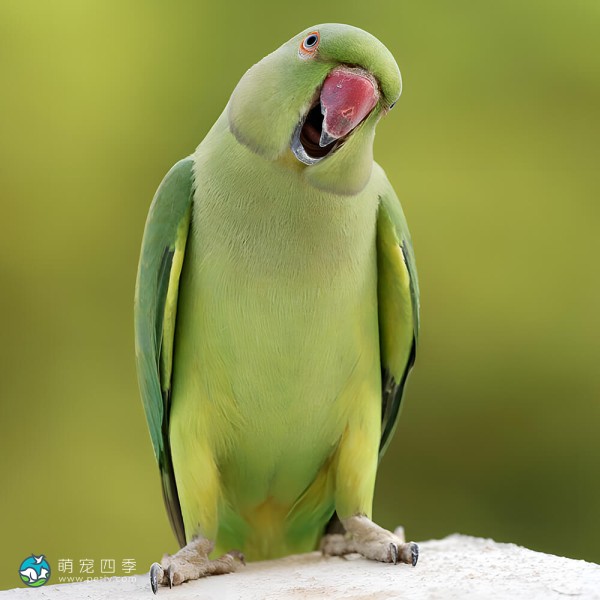 环颈鹦鹉-1