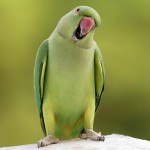 环颈鹦鹉-缩略图-1