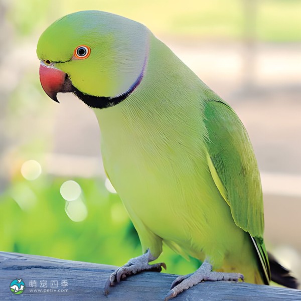 环颈鹦鹉-2