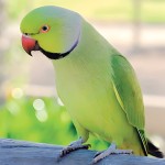 环颈鹦鹉-缩略图-2