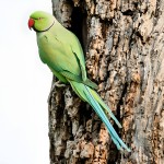 环颈鹦鹉-缩略图-3