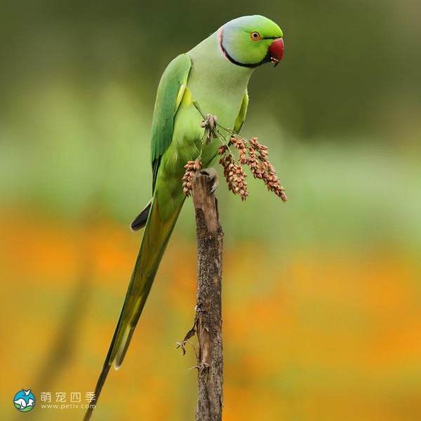 环颈鹦鹉-4