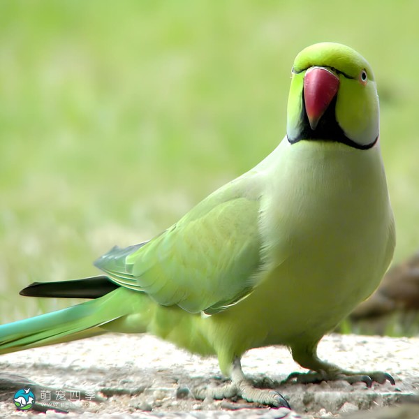 环颈鹦鹉-5
