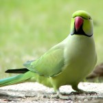 环颈鹦鹉-缩略图-5