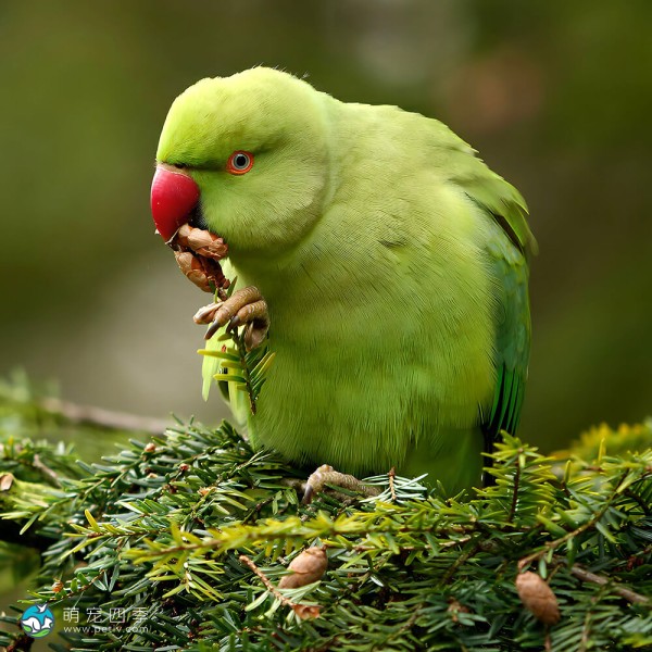 环颈鹦鹉-7