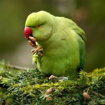 环颈鹦鹉-缩略图-7