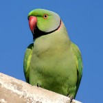 环颈鹦鹉-缩略图-8