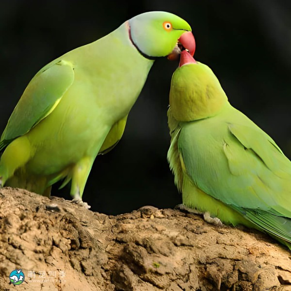 环颈鹦鹉-9
