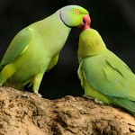 环颈鹦鹉-缩略图-9