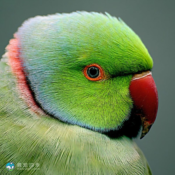 环颈鹦鹉-10