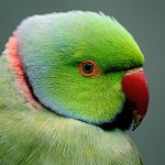 环颈鹦鹉-缩略图-10