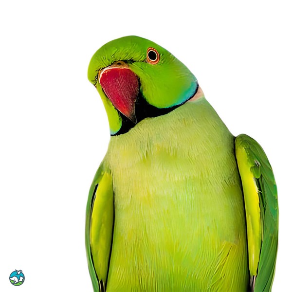 环颈鹦鹉-11