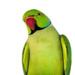 环颈鹦鹉-缩略图-11