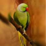 环颈鹦鹉-缩略图-12