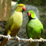 环颈鹦鹉-缩略图-13