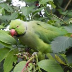 环颈鹦鹉-缩略图-15