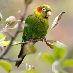 黄翅鹦鹉-缩略图-1