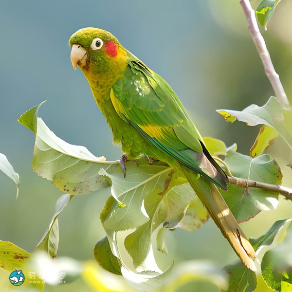 黄翅鹦鹉-3