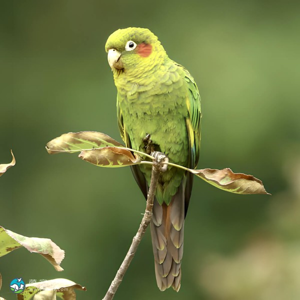 黄翅鹦鹉-5