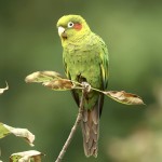 黄翅鹦鹉-缩略图-5