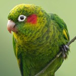 黄翅鹦鹉-缩略图-6
