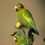 黄翅鹦鹉-缩略图-7